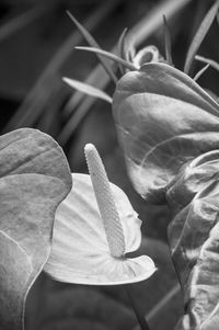 Close-up of flower head