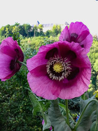 Close-up of pink flowering plant