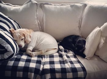 Dog and cat sleeping on sofa