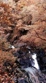 Rock formations in forest