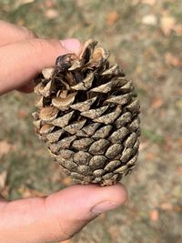 Close-up of hand holding pine cone