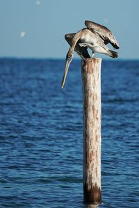 Seagull perching on wooden post in sea