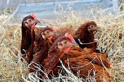 Hens on field