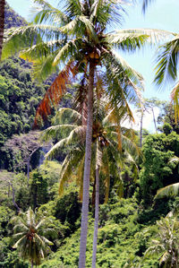 Low angle view of palm trees against sky