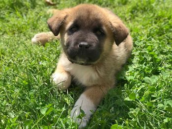 Close-up portrait of dog on grass