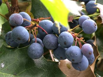 Close-up of berries growing on tree
