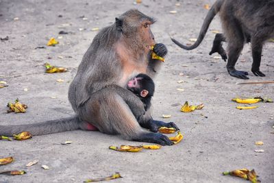 Macaque long tailed monkey, close-up genus macaca cercopithecinae, monkeys in thailand. asia.