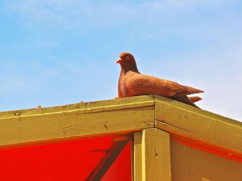 Low angle view of bird perching on red against sky