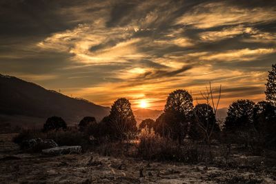 Trees on field against sky during sunset