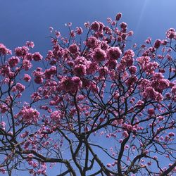 Low angle view of pink flowering tree against sky