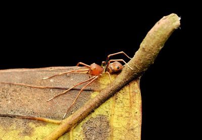 Close-up of insect