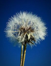 Close-up of dandelion against clear sky