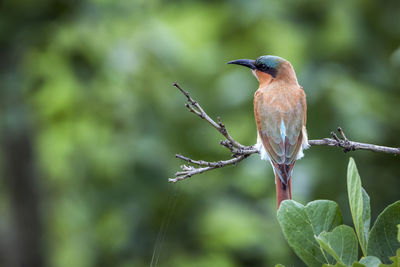 Close-up of bird perching on branch