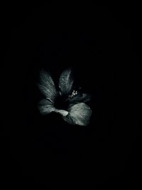 Close-up of flower over black background