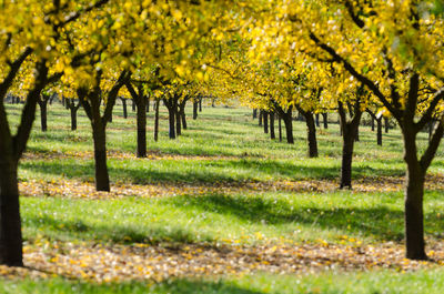 View of trees in park