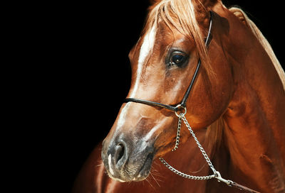 Close-up of brown horse standing against black background