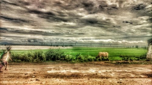 Cows grazing on field against sky