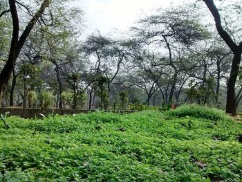 Scenic view of forest