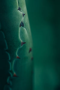 Full frame shot of water on plant