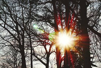 Sun shining through trees