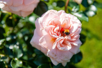 Close-up of bee pollinating flower