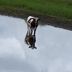 Horse in puddle on field