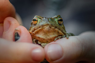 Cropped hand holding frog