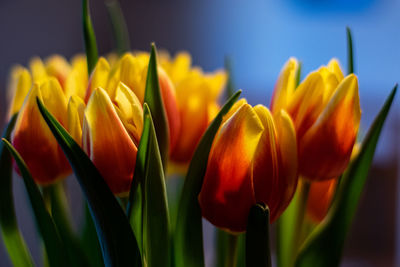 Close-up of yellow tulip