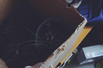 High angle view of cat in cardboard box