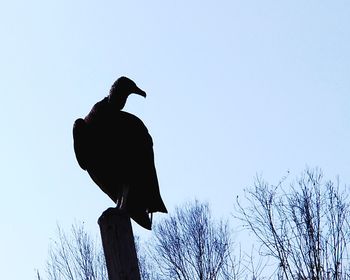 Low angle view of bird perching on branch against sky