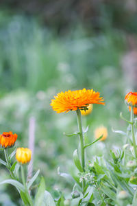 Close-up of orange flowering plant on field