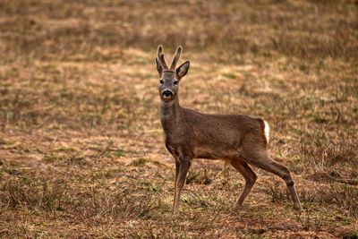 Portrait of deer on grass