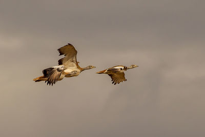 Low angle view of birds flying in sky