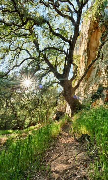 VIEW OF TREES ON LANDSCAPE