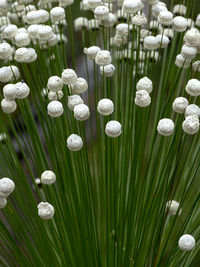 Close-up of white flowering plants on field