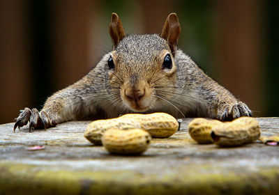 Close-up of squirrel eating