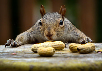 Close-up of squirrel with peanuts