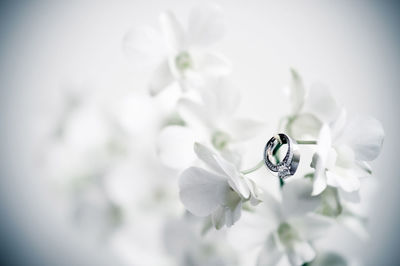 Close-up of wedding rings on flower