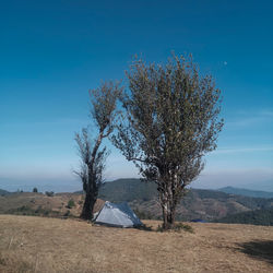 Tree on field against clear blue sky