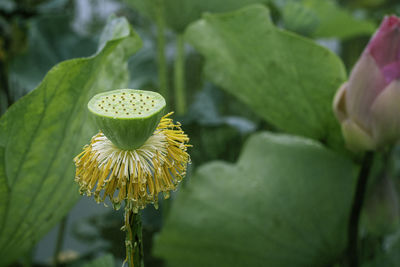 Close-up of yellow flowering plant