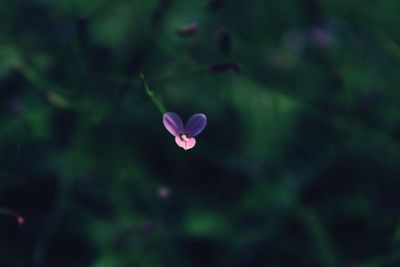 Close-up of purple flowering plant