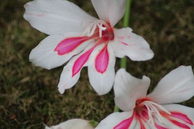 Close-up of fresh pink day lily blooming outdoors