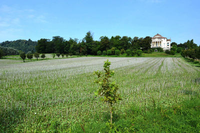 Scenic view of agricultural field against clear sky