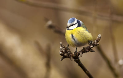 Close-up of bird perching on branch