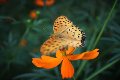 Close-up of butterfly on orange flower