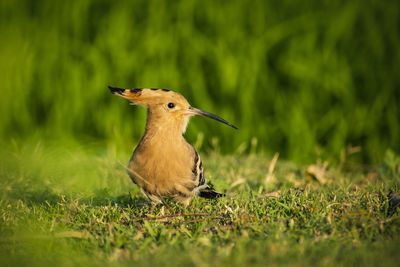 Close-up of a bird on land