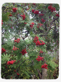 Close-up of pink flowers