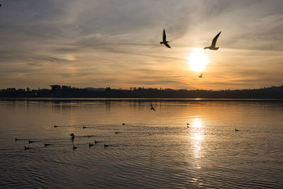 Silhouette of birds flying over lake during sunset