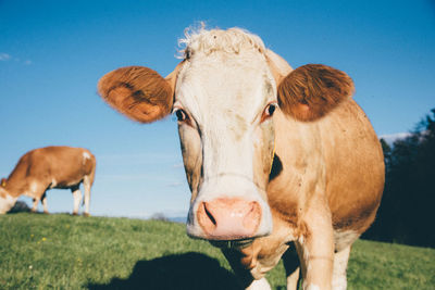 View of cows on field