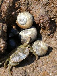 Close-up of snail on beach